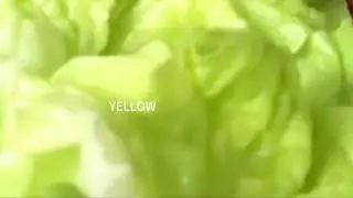 [ASMR] CABBAGE AND LETTUCE EATING SOUND | NO TALKING #2