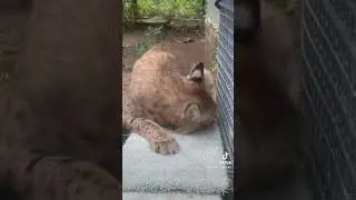 Stinky Rug Enrichment!