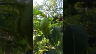 Easy way to plant ambarella fruit