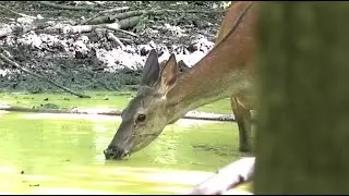 Последняя лужа в лесу. Олени пришли на водопой || Red deer came to drink
