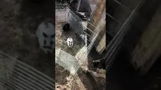 Kangal vs. Rabbit