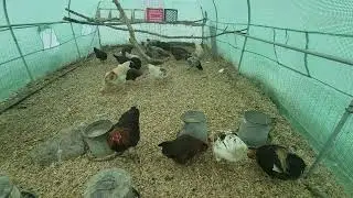 Almost full grown