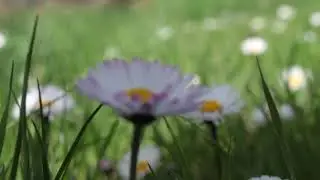 Papatya Çiçeği