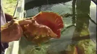 Life Cycle of the Conch