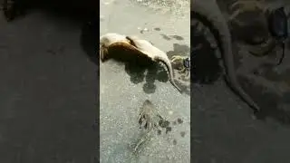 Turtle upside down