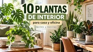 10 PLANTAS DE INTERIOR 🪴ideales para tener en casa y oficina | GUÍA DEFINITIVA DE CUIDADO 🌿🏠