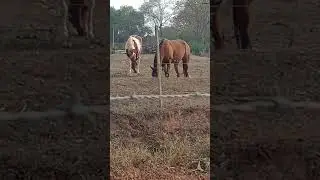 #shorts#Cavalos você gosta passa o vídeo