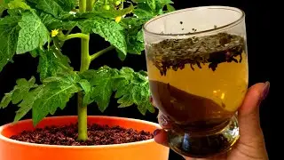 Я В ШОКЕ! ЗА 21 Час у Томатов и Перца Стебель Толще ПАЛЬЦА! Поливаю Вот Таким Настоем!
