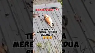 kucing Oren bar bar #kucing #spesies #wildlife