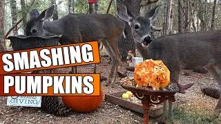 Deer Fest! 🎃 Fawn & Doe 🍎 Nom Nom Nom
