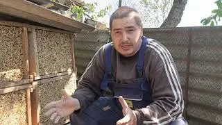 Пчелы Осмии🐝! Просто чудо 🐝!