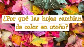 🍂 ¿Por qué las hojas cambian de color en otoño? 🍂 [Fácil y Rápido] | BIOLOGÍA |