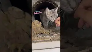 Dumped Mama Cat Update! #cat #kittenrescue #catrescue #kitten #rescue