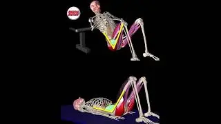 Hip thrust vs glute bridge