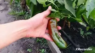 End of September. What happened to the cucumbers? A long-term dacha construction project.