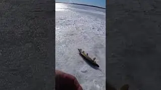 Щука на жерлицу 