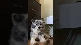 #akitainu #akita #dog #doglover #вакай #animal #brindle #dogs #funny #funnyvideo