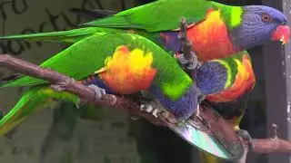 Dr Rom's Bird Sanctuary, music compositions, and lonely battle against the Tamil Tigers (LTTE)