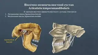 Анатомия височно-нижнечелюстного сустава: строение, классификация, фиксирующий аппарат, движения