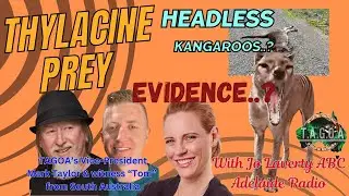 * Beware graphic images*Thylacine evidence investigation headless Kangaroos with ABC Radio Adelaide.