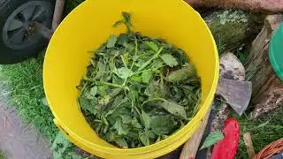 Квас из крапивы и чистотела.