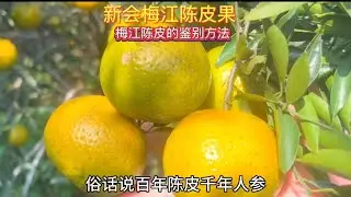 新会梅江陈皮果园采摘，今天教你们如何快速鉴别梅江陈皮，今年这陈皮柑果巴适得很哦