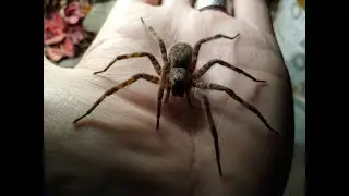 Dark Fishing Spider Adventures - Episode 7
