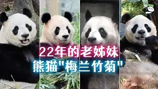 熊猫界的梅兰竹菊，22年老姊妹，分隔三地都健在，曾和草草是同届同学