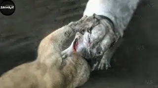 PUMA VS DOGO ARGENTINO - When the animal messed with the wrong opponent