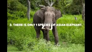 5 Facts About Elephants