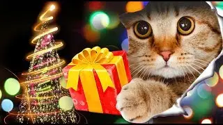 ЛАЙФХАК  для кота / present for cat