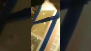 3 часть хомячка Стёпы