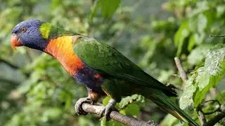 Bird sound||Special Bird sound||Blackyerd bird||Angry bird||