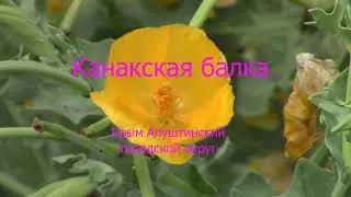 КАНАКСКАЯ БАЛКА. Крым. Алуштинский городской округ.