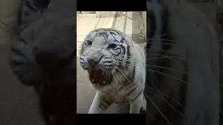Tiger 237