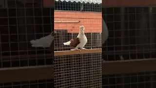 @iz4660 голуби Кубани 🕊️🤍