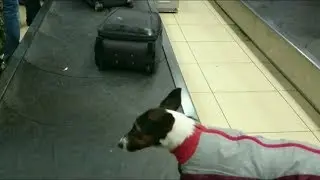 ЭТО НЕ ПРОСТО СОБАКА!