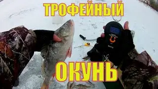 Ловля окуня на мормышку. ОПАРЫШ vs РЕПЕЙНИК