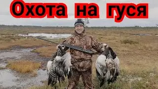 #ОХОТА НА ГУСЯ#ОСЕНЬ 2022#ПРОДОЛЖЕНИЕ СЕЗОНА#ХОД КАЗАРЫ#
