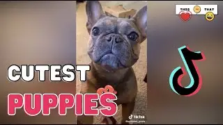 21 Cutest Puppies On TikTok