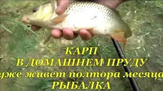 ПРУД ВЫКОПАННЫЙ СВОИМИ РУКАМИ. (3) Рыбалка на КАРПА. 28,05,2017