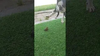 НЕЖДАННАЯ ГОСТЬЯ🤣 🐸🐶