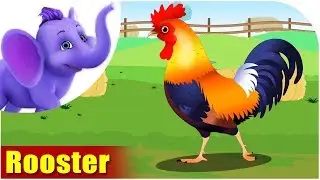 Rooster | Song on birds | 4K | Appu Series