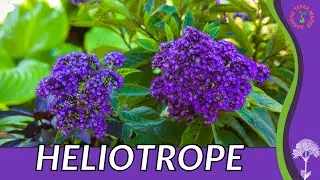 HELIOTROPE Information, Description and More! 