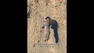 Wow..This Small Animal Can Prey on Deer and Jungle Cats 