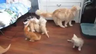 Неудачный прыжок кошки