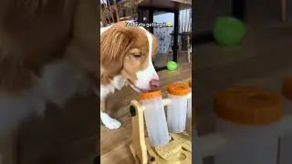 Install the interactive toy for your puppies