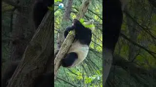 #panda #wildlife #forest #wildanimals #indianwildlife #forest #ytshorts #youtubeshorts #viral