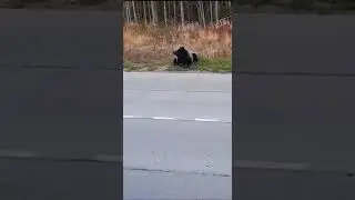 Осторожно, медведи на дорогах.