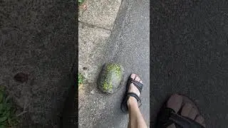 Черепашка-Ниндзя🐢